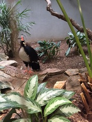 Oreophasis derbianus