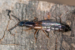 Xantholinus