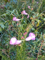 Agalinis fasciculata