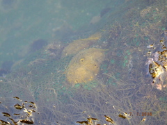 Cinachyrella cavernosa