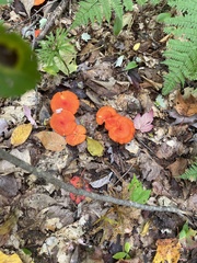 Hygrocybe miniata
