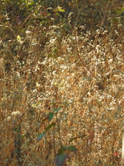 Torilis arvensis