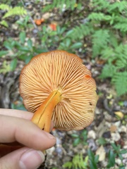 Hygrocybe miniata