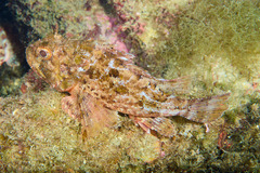 Scorpaena porcus