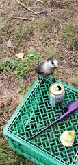 Perisoreus canadensis image