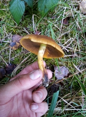 Cortinarius croceus