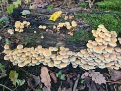 Hypholoma