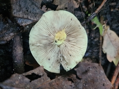 Hypholoma