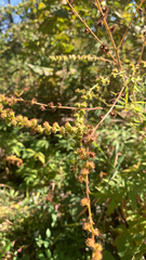 Agrimonia parviflora