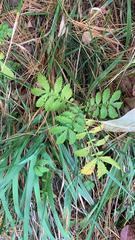 Agrimonia parviflora