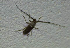 Gnaphalodes trachyderoides