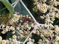 Xanthocampsomeris limosa