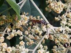 Xanthocampsomeris limosa