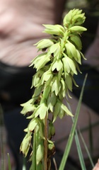 Orthochilus foliosus