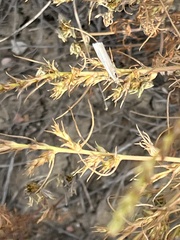 Eoreuma callista
