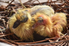 Columba livia domestica
