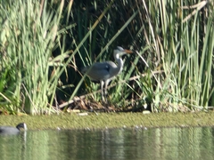 Ardea cinerea