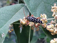 Placosternus erythropus