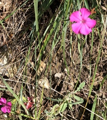 Dianthus balbisii