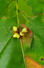 Kokkocynips decidua
