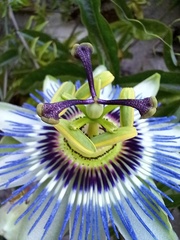 Passiflora caerulea
