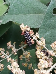 Placosternus erythropus