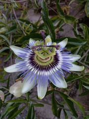 Passiflora caerulea