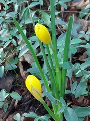 Sternbergia lutea