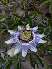 Passiflora caerulea