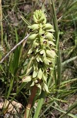 Orthochilus foliosus