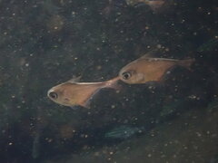 Pempheris rhomboidea