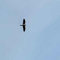 Falconiformes