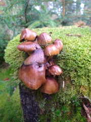 Hypholoma