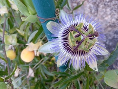 Passiflora caerulea