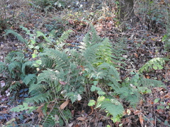 Dryopteris arguta