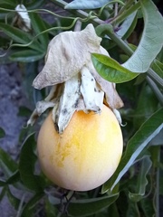 Passiflora caerulea