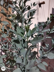 Nicotiana glauca