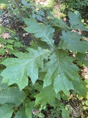 Quercus rubra
