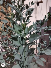 Nicotiana glauca