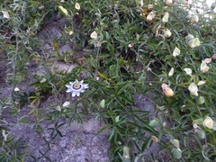 Passiflora caerulea