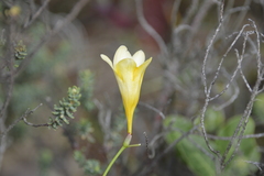 Freesia corymbosa
