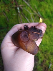 Hypholoma