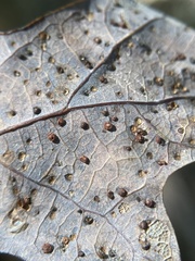 Neuroterus tantulus