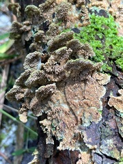 Trichaptum fuscoviolaceum