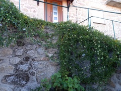 Passiflora caerulea
