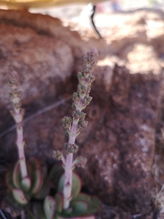 Crassula nudicaulis