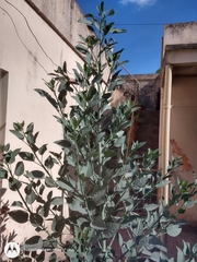 Nicotiana glauca