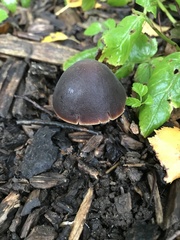 Macrocystidia cucumis