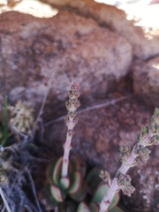 Crassula nudicaulis