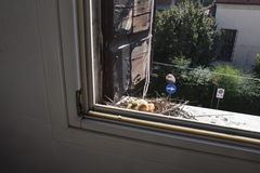 Columba livia domestica